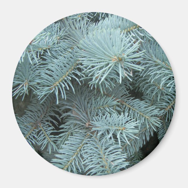 Imán Árbol evergreen de abeto azul (Frente)