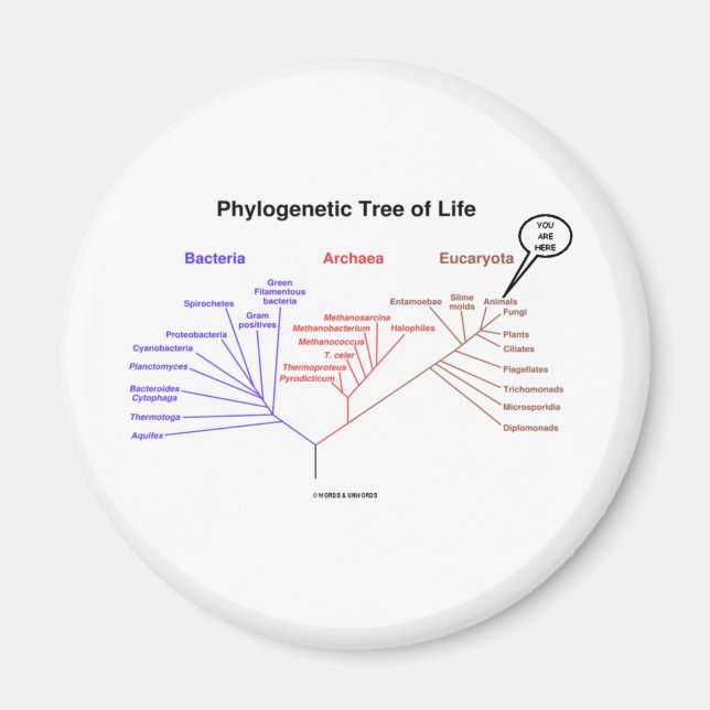 Imán Árbol Filogenético De La Vida - Estás Aquí (Biolog (Frente)