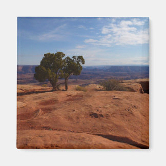 Imán Árbol fuera de las rocas rojas I en Canyonlands
