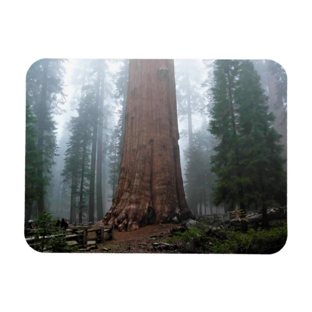 Imán Árbol general Sherman, Sequoia, CA (Horizontal)