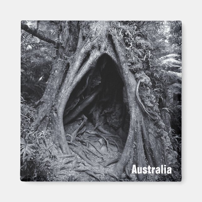 Imán Árbol gigante, abarrote de árboles, Australia (imá (Frente)
