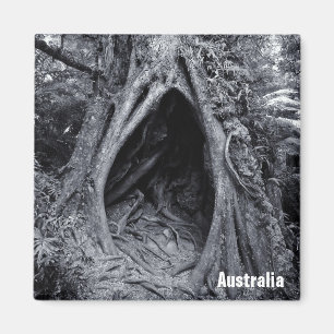 Imán Árbol gigante, árbol Hugger, Australia (imán de