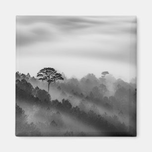 Imán Árbol grande en bosque del pino en la niebla
