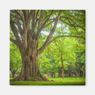 Imán Árbol grande en el parque