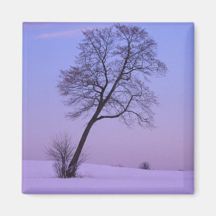 Imán Árbol inclinado en campo nevado; Condado de Chippe