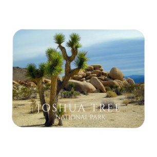 Imán Árbol Joshua, rocas gigantes, desierto