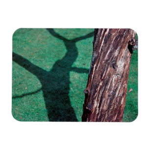 Imán Árbol muerto