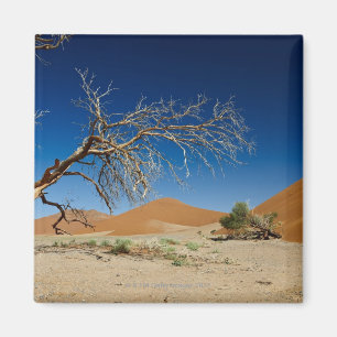 Imán árbol muerto en la duna 45 en paisaje del desiert