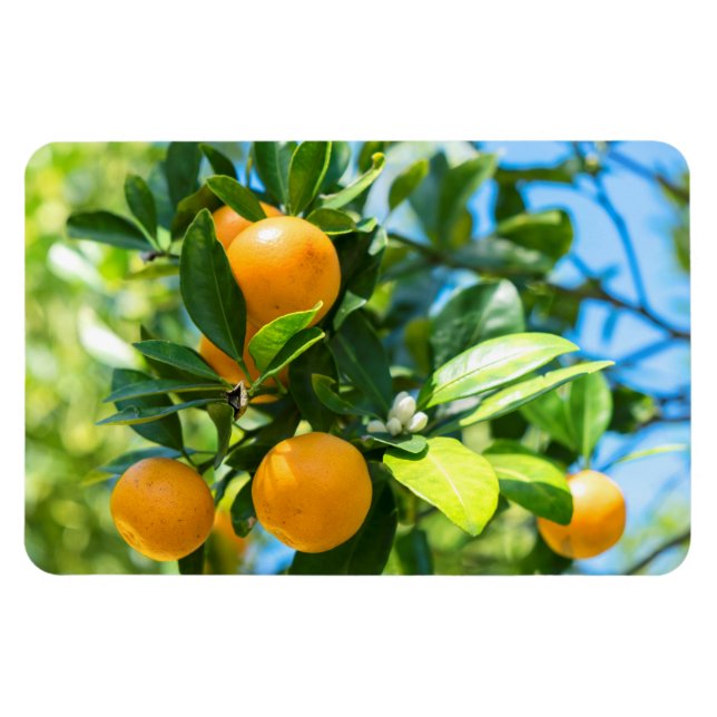 Imán Árbol Naranja frutícola (Horizontal)