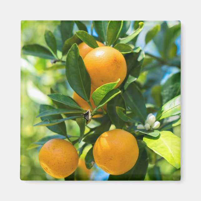 Imán Árbol Naranja frutícola (Frente)