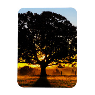 Imán Árbol por la mañana