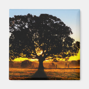 Imán Árbol por la mañana