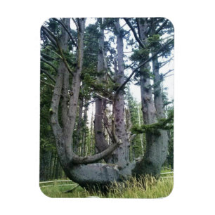 Imán Árbol Pulpo, Cape Meares, Oregon