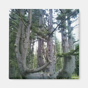 Imán Árbol Pulpo, Cape Meares, Oregón