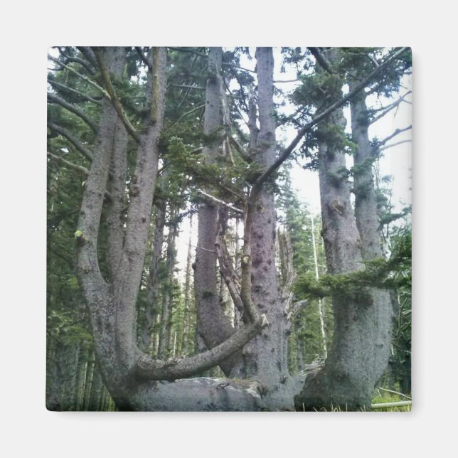 Imán Árbol Pulpo, Cape Meares, Oregón (Frente)