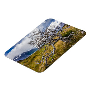 Imán Árbol quemado, Torres del Paine, Chile