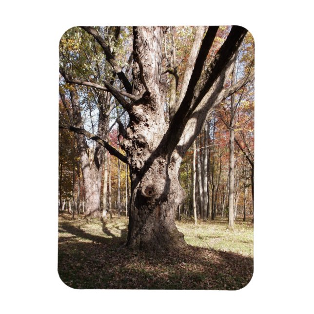 Imán Árbol raro (Vertical)