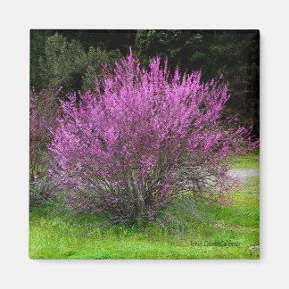 Imán Árbol Red Bud del Condado de Trinity......