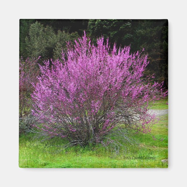 Imán Árbol Red Bud del Condado de Trinity...... (Frente)