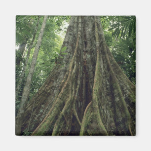 Imán Árbol reforzado en selva tropical, Corcovado