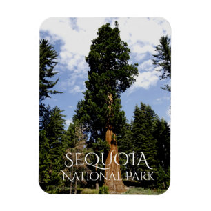 Imán Árbol secuencial contra cielo azul, Sequoia NP
