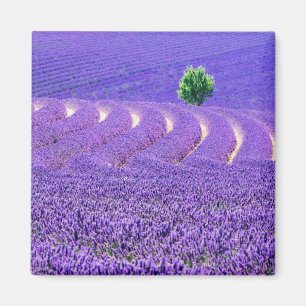 Imán Árbol solitario en campo de lavanda, Francia
