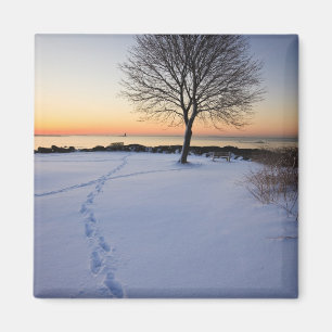 Imán Árbol solitario en nieve fresca en New Castle Comm