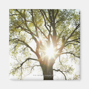 Imán Árbol Sunlit