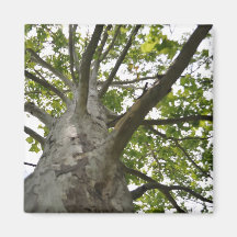 Árbol Sycamore