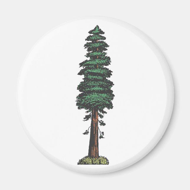 Imán Árbol tree sequoia (Frente)