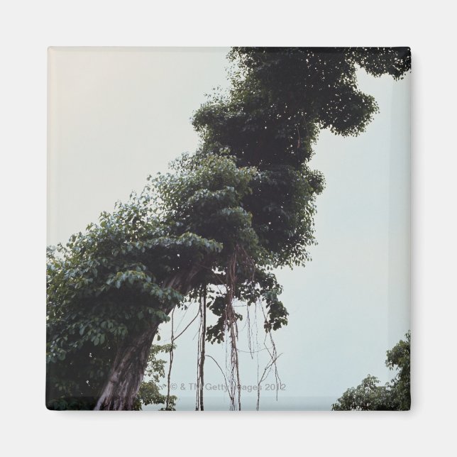Imán Árbol y vid en la selva (Frente)