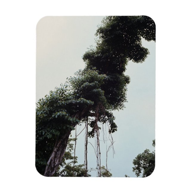 Imán Árbol y vid en la selva (Vertical)