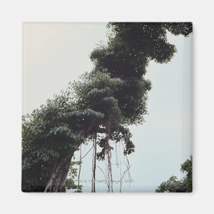 Imán Árbol y vides elevados en selva