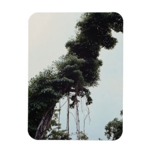 Imán Árbol y vides elevados en selva