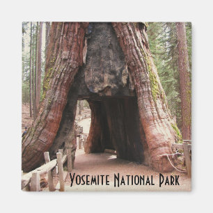 Imán Árbol Yosemite del túnel