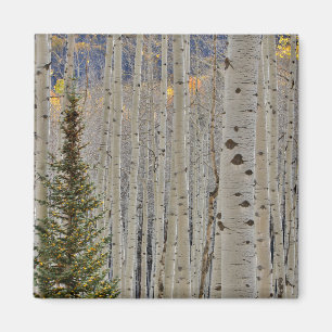 Imán Arboledas de Aspen de Otoño Montañas Rocosas de