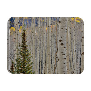 Imán Arboledas de Aspen de Otoño Montañas Rocosas de