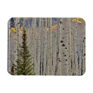 Imán Arboledas de Aspen de Otoño | Montañas Rocosas de