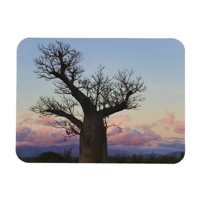 Imán Árboles Baobab, Berenty, Toliara, Madagascar (Horizontal)