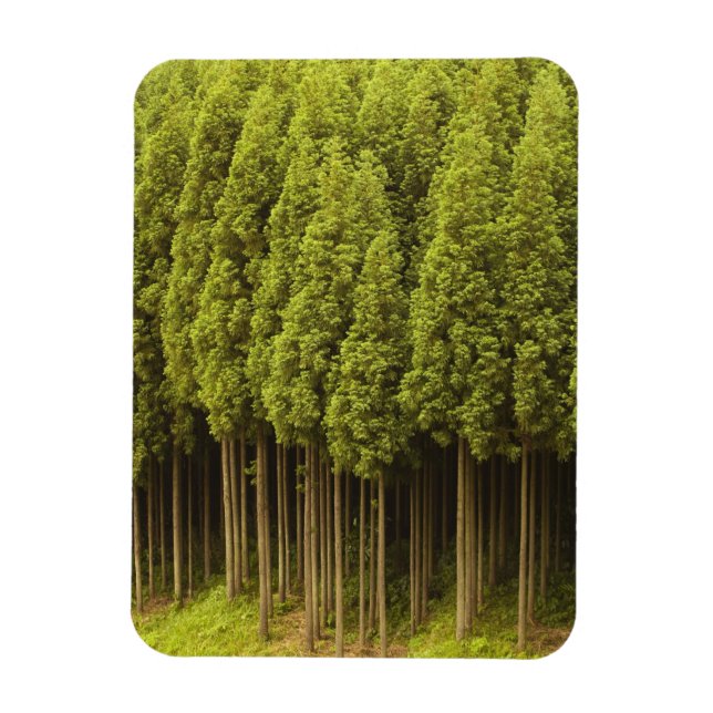 Imán Árboles Cedares Koya Sugi (Vertical)