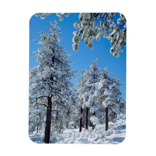 Imán Árboles cubiertos de nieve en las montañas Laguna