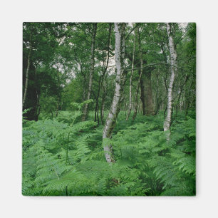 Imán Árboles de abedul de plata y helechos, bosque de