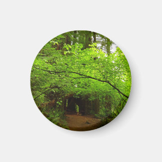 Imán Árboles de Arce en el Bosque de Secuoyas