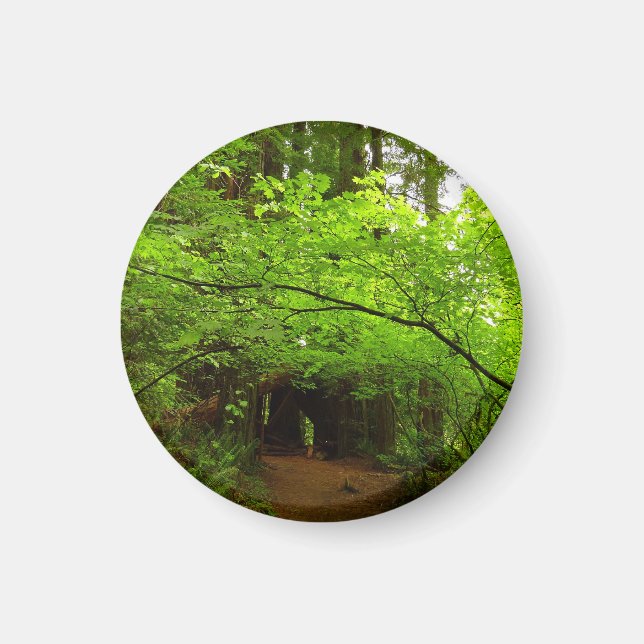 Imán Árboles de Arce en el Bosque de Secuoyas (Frente)