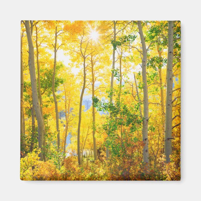 Imán Árboles de Aspen en Otoño | Sierra Nevada Mountain (Frente)