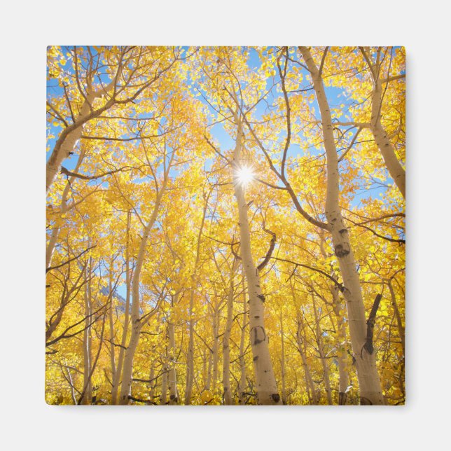 Imán Árboles de Aspen | Sierra Nevada, CA (Frente)
