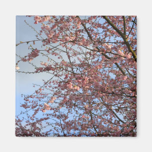 Imán Árboles de cerezo floreciendo en primavera