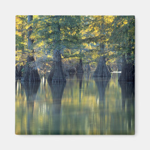 Imán Árboles de ciprés calvo Horseshoe Lake Illinois