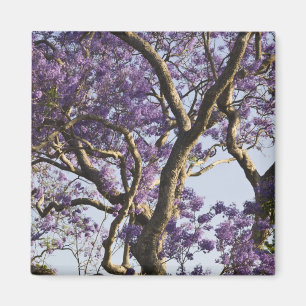 Imán Árboles de jacaranda en flor en New Farm Park,