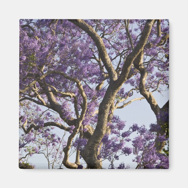 Imán Árboles de jacaranda en flor en New Farm Park, (Frente)